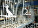 Regio E.2015  Tucan   073