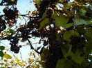 DSCN4321