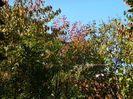 DSCN4345