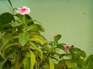 DSCN4363