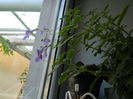 DSCN4368