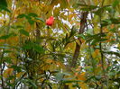 DSCN4425