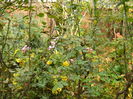DSCN4427