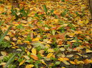 DSCN4430