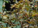 DSCN4450