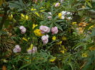 DSCN4462