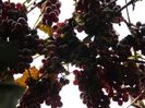 DSCN4470