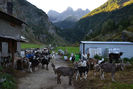 Capre bune de lapte in Alpi