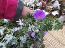 geranium sanguineum Rosa