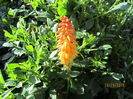 Kniphofia (2)
