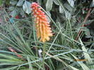 Kniphofia
