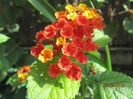 Lantana (3)
