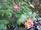 Lantana (7)