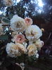DSC00333