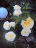 DSC00327