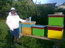 Primii pasi in apicultura