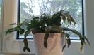 IMG-20151126-WA0036