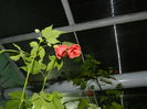 DSCN4495