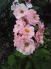 DSC03530