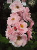 DSC03531