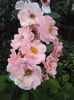 DSC03532
