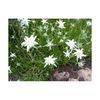 leontopodium-souliei-alpina-white