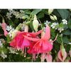 fuchsia-dancing-flame-g-9