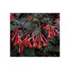 fuchsia-gartenmeister-bonstedt-g-9