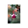 fuchsia-la-campanella-g9