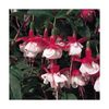fuchsia-snow-cap (1)