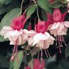 fuchsia-snow-cap