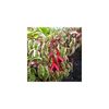 fuchsia-tom-west variegata