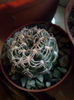 gymnocalcium parvulums