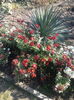 tufanele - yucca