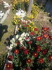 tufanele1