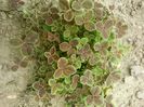 Trifoi Pentaphyllum