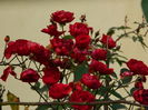 DSCN4587
