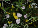 DSCN4595