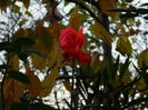 DSCN4634