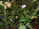 DSCN4641