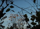 DSCN4646