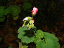 DSCN4666
