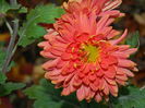DSCN4668