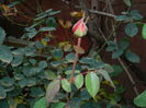 DSCN4671