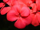 DSCN4678