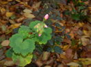 DSCN4680