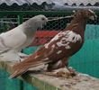 pereche Uzbeci.pamfilovidiu.jud.Suceava