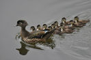 The-Female-Wood-Duck-with-her-brood-Ducklings-An-image-by-Mark-Mchouse