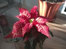 Euphorbia pulcherrima