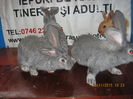 29=PUI =UR GERM CHINCHILA =2 LUNI;